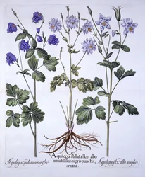 Akelei, aus Hortus Eystettensis, von Basil Besler, 1613