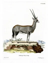 Arabische Oryx