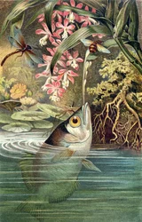 Schützenfisch, Tafel aus Brehms Tierleben: Allgemeine Kunde des Tierreichs, Bd. 8, S. 49, veröffentlicht vom Bibliographischen Institut, 1892