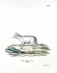 Arktischer Fuchs