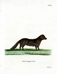 Polarfuchs