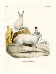 Arktischer Hase