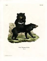 Asiatischer Schwarzbär