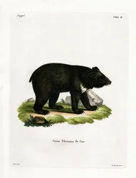 Asiatischer Schwarzbär