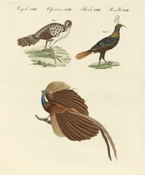 Asiatische Vögel