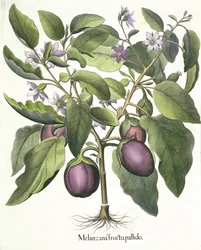 Aubergine: Melanzana fructu pallido, aus dem Hortus Eystettensis von Basil Besler, veröffentlicht 1613