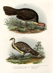 Australischer Buschtruthahn, 1864
