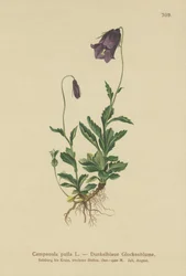 Österreichische Glockenblume