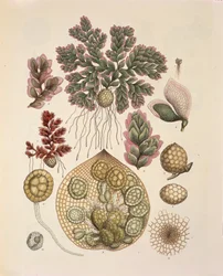 Azolla (Wasserfarne), Tafel LXXIV aus 