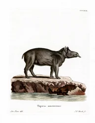 Bairds Tapir