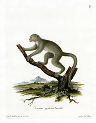 Bambuslemur