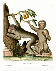Berberaffe