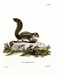 Barbarisches Bodenhörnchen