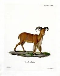 Mähnenschaf