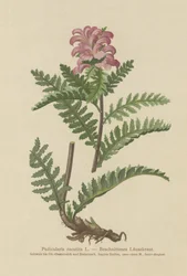 Schnabelloses Rotes Läusekraut (Pedicularis recutita)