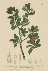 Bärentraube