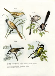 Bartmeise, 1864