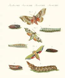 Schöne deutsche Dämmerungsschmetterlinge (kolorierte Gravur)