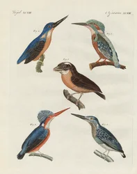 Schöne Vögel