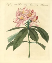 Schöne ausländische Büsche