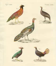 Schöne hühnerartige Vögel