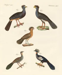 Schöne neue Vögel