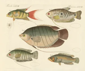 Schöne neue Fische