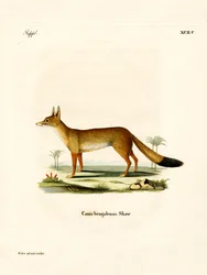 Bengalfuchs