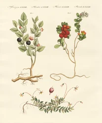 Beerensträucher