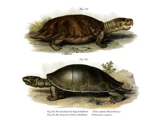 Großköpfige Amazonas-Flussschildkröte