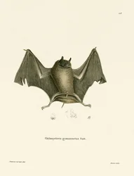 Große Nacktrückenfledermaus (farbige Gravur)