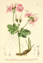 Großwurzeliger Storchschnabel