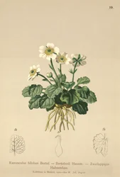 Bilobo-Hahnenfuß (Ranunculus bilobus, Ranunculus Bertolonii)