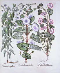 Winde, Hundsgift und Meereswinde, aus Hortus Eystettensis, von Basil Besler, 1613