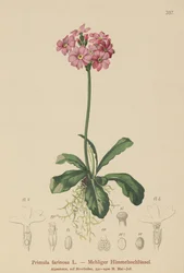 Mehlprimel (Primula farinosa)