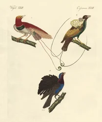 Paradiesvögel
