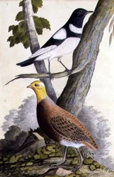 Schwarzkehldrossel (Turdus ruficollis) und Rebhuhn (Perdix perdix), ca. 1740