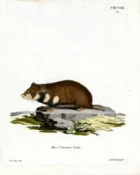 Schwarzbauchhamster