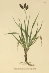 Schwarze Alpen-Segge (Carex atrata)