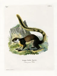 Schwarzes Rieseneichhörnchen