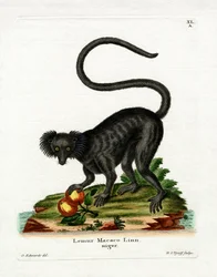 Schwarzer Lemur