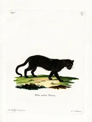 Schwarzer Leopard