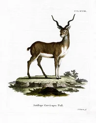 Schwarzbock