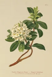 Blagays Seidelbast