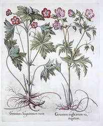 Blutroter Storchschnabel und Großer Storchschnabel, aus Hortus Eystettensis, von Basil Besler, veröffentlicht 1613