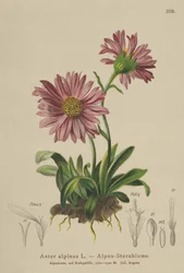 Blaue Alpen-Aster (Aster alpinus)