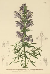 Blauer Drache (Dracocephalum Ruyschianum)