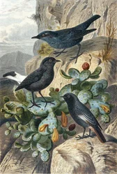 Blaumerle, Trauersteinschmätzer und Rotschwanz, Tafel aus "Brehms Tierleben: Allgemeine Kunde des Tierreichs", Band 4, S. 57, herausgegeben vom Bibliographischen Institut
