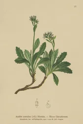 Blaue Gänsekresse (Arabis caerulea, Arabis coerulea)