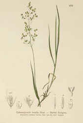 Brauner Schwingel (Agrostis schraderiana, Agrostis agrostiflora, Agrostis stricta, Agrostis vinealis, Calamagrostis tenella)
